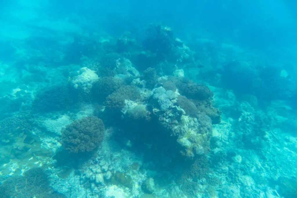 Coral reef seen while snorkelling in Rote Island